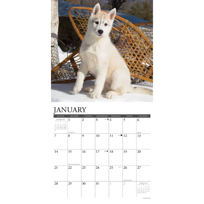 Willow Creek Press 2024 Wall Calendar 12"x12" Just Siberian Husky Puppies 2 Willow Creek Press 2024 Wall Calendar 12"x12" Just Siberian Husky Puppies - Image 2