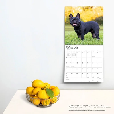 Browntrout 2024 Wall Calendar 12"x12" French Bulldogs 3 Browntrout 2024 Wall Calendar 12"x12" French Bulldogs - Image 3
