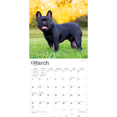 Browntrout 2024 Wall Calendar 12"x12" French Bulldogs 2 Browntrout 2024 Wall Calendar 12"x12" French Bulldogs - Image 2