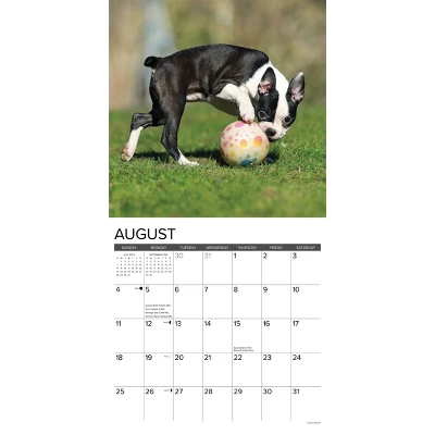 Willow Creek Press 2024 Wall Calendar 12"x12" Just Boston Terrier Puppies 2 Willow Creek Press 2024 Wall Calendar 12"x12" Just Boston Terrier Puppies - Image 2