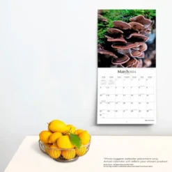 Brush Dance 2024 Wall Calendar 12"x12" Magic Mushrooms 5 Brush Dance 2024 Wall Calendar 12"x12" Magic Mushrooms -Smart Stationery Deals Store GUEST 77500b0c 5f45 4323 a895 a08866ee095d