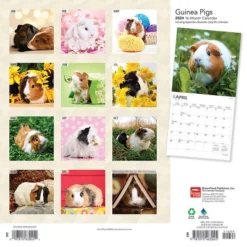 Browntrout 2024 Wall Calendar 12"x12" Guinea Pigs