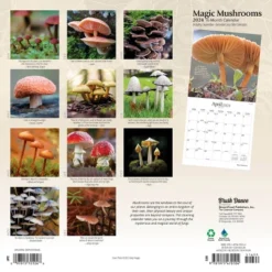 Brush Dance 2024 Wall Calendar 12"x12" Magic Mushrooms