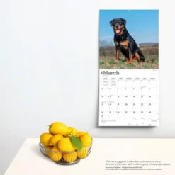 Browntrout 2024 Wall Calendar 12"x12" Rottweilers -Smart Stationery Deals Store GUEST c7fb3212 ddcc 4b02 96e3 f925316f83fc