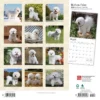 Browntrout 2024 Wall Calendar 12"x12" Bichon Frise