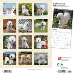 Browntrout 2024 Wall Calendar 12"x12" Bichon Frise