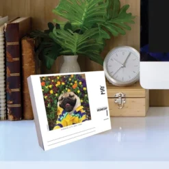 Willow Creek Press 2024 Daily Desk Calendar 5.2"x6.2" Doug The Pug -Smart Stationery Deals Store GUEST e7314b21 7fe3 4695 9b90 b244810fad49