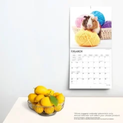 Browntrout 2024 Wall Calendar 12"x12" Guinea Pigs -Smart Stationery Deals Store GUEST ede2ad03 b453 4779 80ee 4392487e5c3f