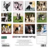 Willow Creek Press 2024 Wall Calendar 12"x12" Just Boston Terrier Puppies