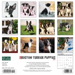 Willow Creek Press 2024 Wall Calendar 12"x12" Just Boston Terrier Puppies