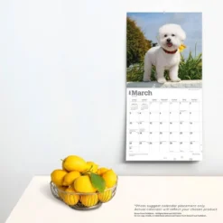 Browntrout 2024 Wall Calendar 12"x12" Bichon Frise -Smart Stationery Deals Store GUEST f633981c e12a 425a a887 31efb33008f4